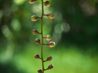Okinawa,Japan-June 19, 2020: Buds of Barringtonia racemosa or powder-puff tree in the morning at Miyakojima island in Okinawa, Japan


