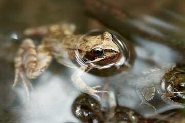 Close-up of a common frog (Rana temporaria) together with baby frog swimming in the water