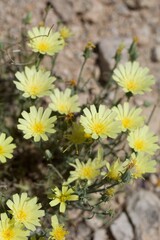 Obraz premium Bold sunny blooms of Yellow Tackstem, Calycoseris Parryi, Asteraceae, native Herbaceous Annual on the edges of Twentynine Palms, Southern Mojave Desert, Springtime.