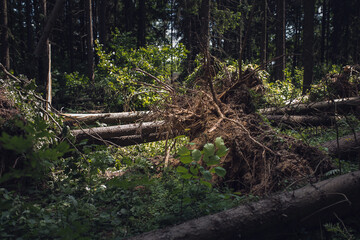 Sunlight after a hurricane - felled trees in a forest - natural disaster