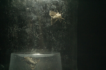 Can the insects even breathe under glass and plastic cup?  Or maybe they just self trapped night flies as a metaphor. 