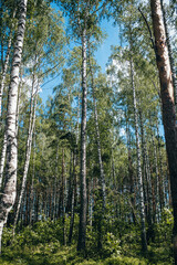 Dense birch forest with rare trees - slender white trunks rise high to the sky - continental nature
