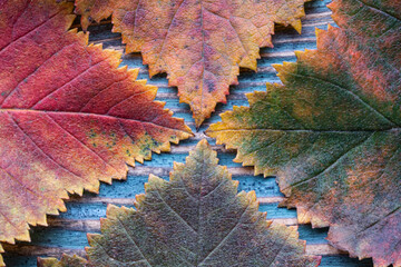 Four autumn leaves over wooden background. Selective focus.  Space between the leaves create a cross