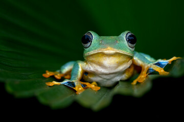  Javan tree frog front view