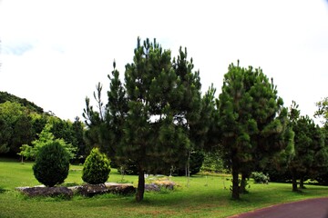 Azores islands of portugal garden