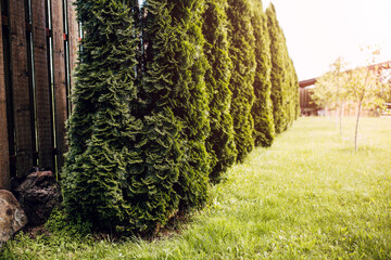 Dense hedge along the boardwalk - high evergreen arborvitae as an ornamental plant on a private site - obrazy, fototapety, plakaty