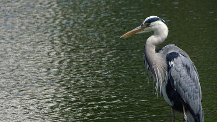 great white heron