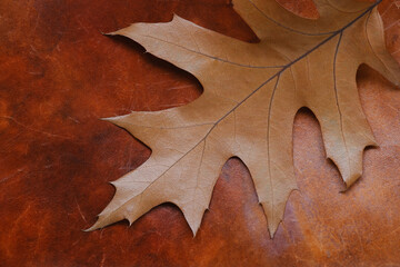 Naklejka na ściany i meble Beautiful Maple / Oak leaf on a vintage natural leather background, copy place for inscription.