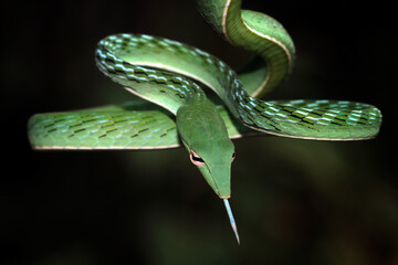 Head of Asian vine-snake closeup face, Asian vine-snake ready to attack, animal closeup