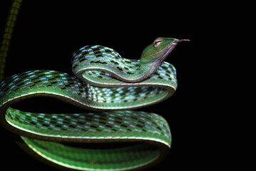 Head of Asian vine-snake closeup face, Asian vine-snake ready to attack, animal closeup