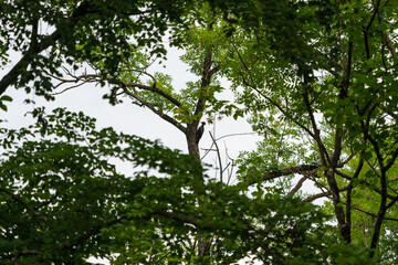 Specht am Baum
