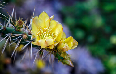 Yellow cactus flower on garden 