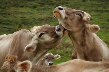 Braunvieh bei der gegnseitigen Pflege