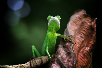 Green lizard on branch, green lizard sunbathing on branch, green lizard  climb on wood, Jubata...