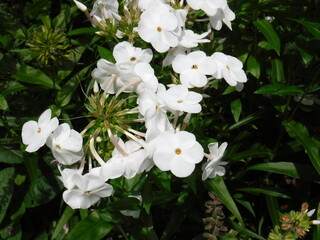 white flowers in the garden