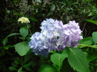 lilac flowers in the garden