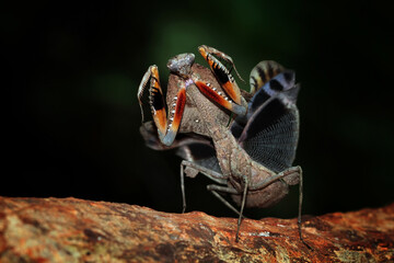 The beauty of the form of self defense Dead Leaf Mantis