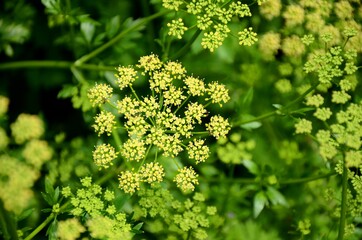 macro natural blooming parsley, small wild yellow flowers. close up of parsley plant bloom growing on kitchen garden