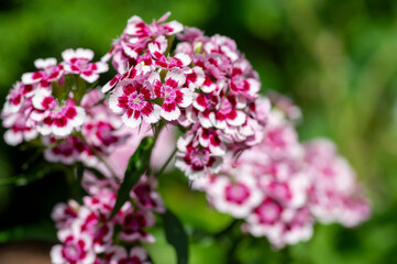 Dianthus barbatus beautiful ornamental flowering plants, group of bright pink purple white flowers in bloom