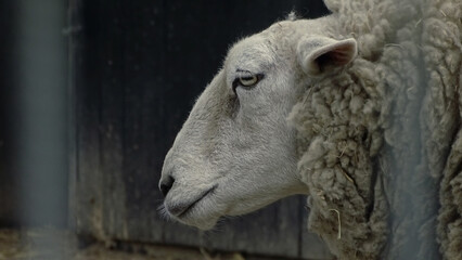 close up of a sheep