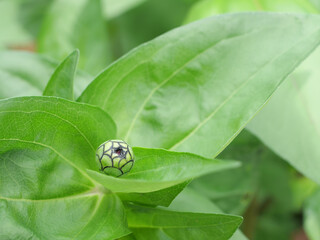 Pertinent flower buds in Japan