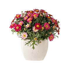 Blooming multi-colored daisy chrysanthemums  Argyranthemum frutescens