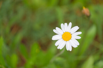 Close-up of a daisy on a green blurred background