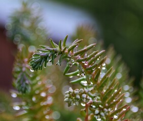 close up of pine tree