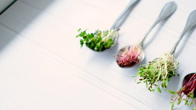 Organic microgreens in spoon, healthy eating concept, diet and slimming, vegan lifestyle