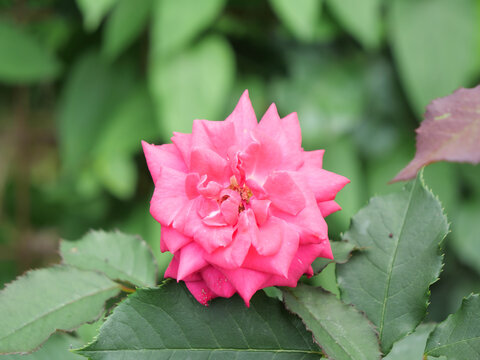 Japanese Roses In Bloom In Spring - Maria Callas