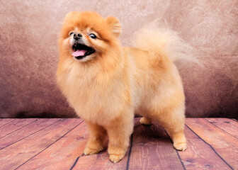 Pomeranian spitz dog after grooming on a Vintage background on the Wooden Floo