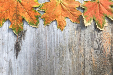 Naklejka na ściany i meble flat lay of three orange maple leaves lie in row on top of image on natural gray wooden background. Layout for postcard. Copy space for text. Autumn mood concept