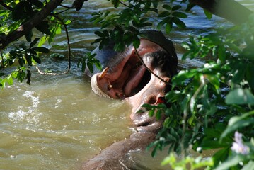 Igraszki hipopotama