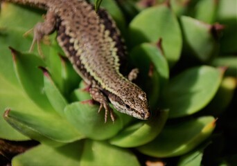 lizard on a branch