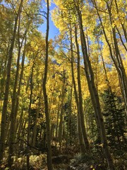 Aspens in Fall