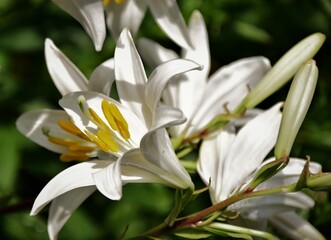 white lily flower