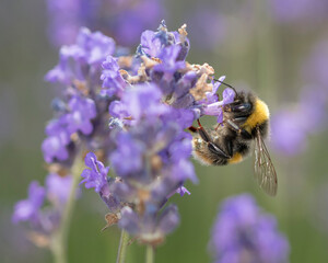 bee feeding on lavender