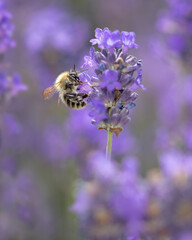 bee feeding on lavender