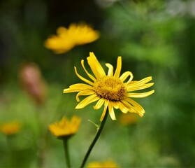 yellow flower in the garden