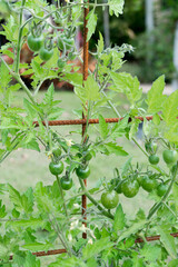 Cherry tomatoes growing on vine in home garden