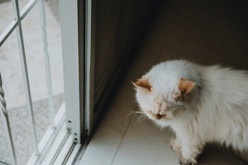Mascota Gato Persa Himalaya