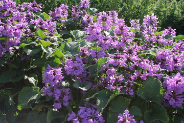 Fioletowe kwiaty czyśćca abchaskiego © Monika