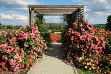 Fototapeta Różowe pnące róże porastające drewnianą pergolę obraz
