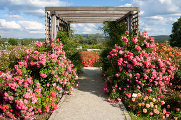 Pink climbing roses growing on a wooden pergola