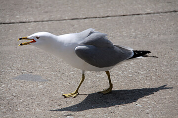 Gaviota andando por la calle.