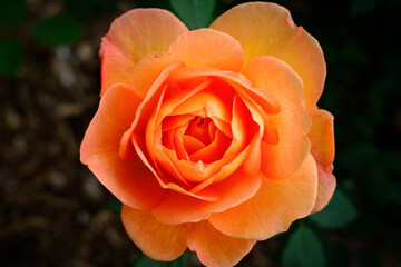 オレンジ色のバラ
