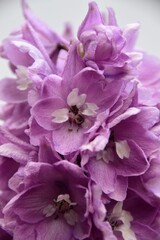 Fototapeta na wymiar bee on pink flower