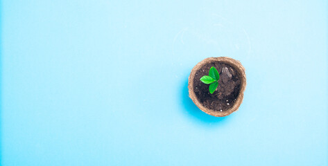 sprouting citrus sprout in a peat pot on a blue background