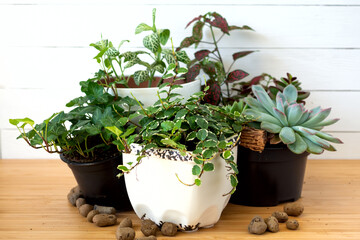 Collection of various indoor plants - Fittonia, Hypoestes, succulents, Ficus Pumila White Sunny, Hedera helix flowers