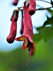 close up of pink flower